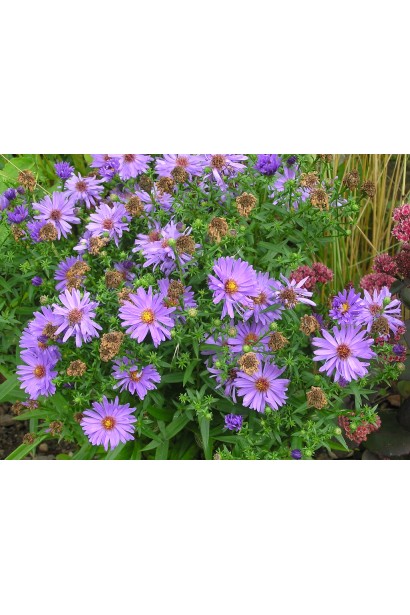 Астра кустовая Эрли Блю 